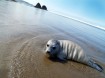 Sea lion pup on beach