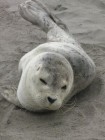 seal pup 