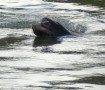 Injured sea lion