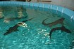 Five sevengill sharks at Oregon Coast Aquarium