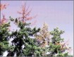 sick oregon trees