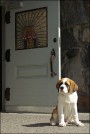 Timberline puppy