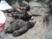 dead turkey photo