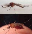west nile image