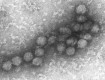 west nile virus