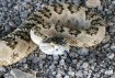 western_rattlesnake_photo