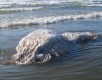 Dead whale on the beach in Oregon, 9-4-07