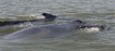 mother whale and calf
