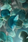 Blue Jellies, from the Oregon Coast Aquarium's Oddwater Exhibit