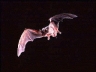 Bat