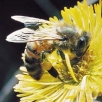 Honey bee