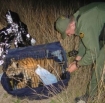 Abandoned Bengal tiger