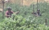 Hired Israeli workers devastate a Palestinian tomato crop