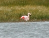 Pink Flamingo