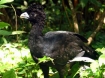 The Blue-billed Curassow, a Critically Endangered bird, is one of many species that may benefit from a new Memorandum of Cooperation. Photo: Fundacion ProAves