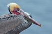 Brown pelican 