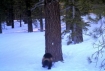 california wolverine 