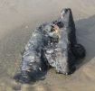 Not much remains of the newly discovered cannons at Arch Cape in Oregon.  State history officials say it is a huge find.