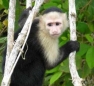White-faced Capuchin Monkey