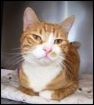 One of the cats from the war torn nation city of Beirutof Lebanon that have been brought to Portland for adoption.