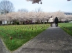Pinwheels represent the roughly 1,900 children that were victims of abuse