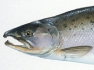 Coho salmon