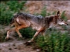 Coyote on the move.