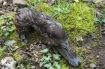 Photos of mutilated ducks at Canby, Oregon 3-6--08