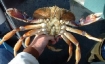 Dungeness crab