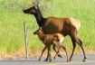 Doe and fawn crossing road