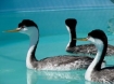 Rehabilitated loons and grebes