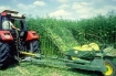 Industrial hemp being farmed.