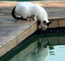 Feral cat drinking at a pool