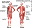 Approximately one hundred of Oregon`s medical marijuana patients are my successfully treated fibromyalgia patients.