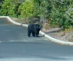 florence bear