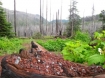 Oregon forest