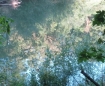Reflective colors of an Oregon BLM forest