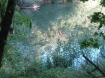 Reflection of an Oregon forest.
