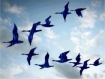geese