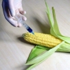 Genetically modified food 