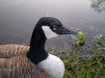 goose attack