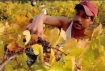 Oregon grape harvest