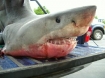 Great White Shark Caught August 8, 2009 and landed in Depoe Bay