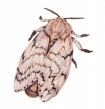 Female gypsy moth