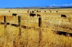 Cattle in Harney County, Oregon