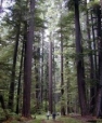 Oregon forest