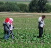 Hispanic workers power west coast agriculture