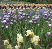 iris field