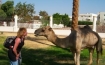 Writer Jyl Lytle-Gage says hello to a camel near Egypt's border with Israel.