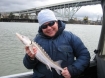 Oregon Fish & Wildlife's Laura Tesler holds an undersized 'shaker' white sturgeon. 